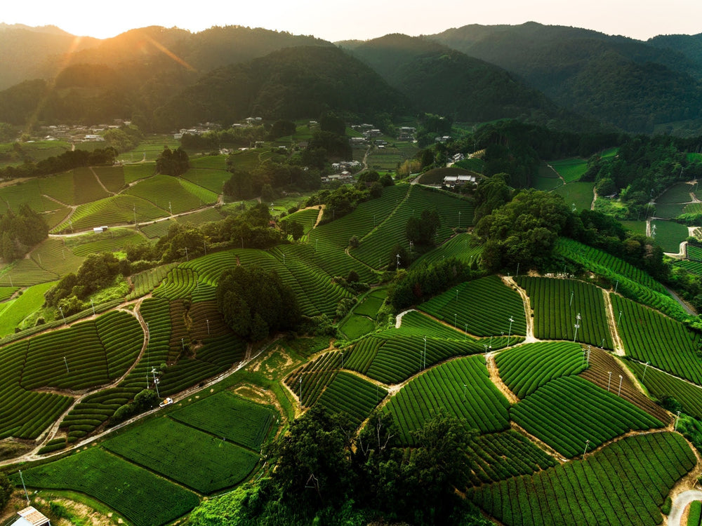 What are matcha cultivars?