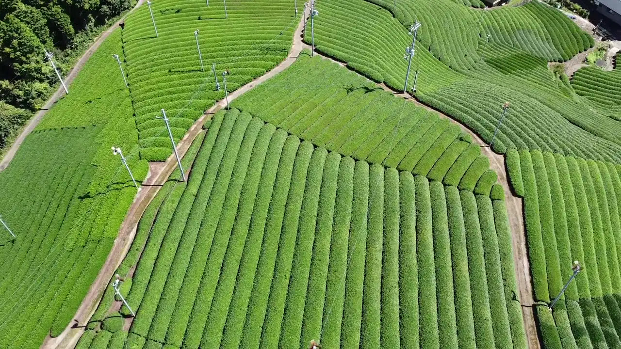 Rows of tea bushes on hillside tea fields